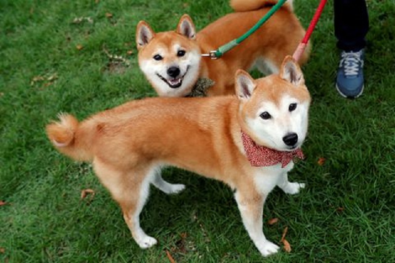 Shiba Inu piyasasında Shibarium’un akabinde hareketlilik artmaya başladı