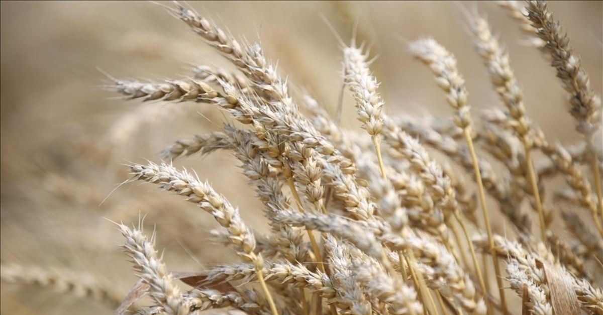 Bir şirket daha Rusya’dan tahıl ihracatını durduracak